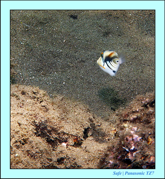 2012 - 07 - Dauin Sanctuary 15